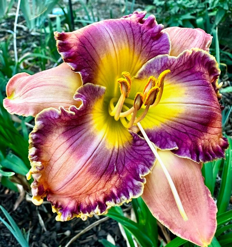 Daylily