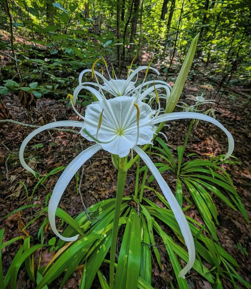 Spider Lily (Hymenocallis)