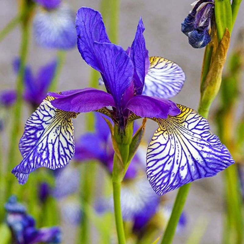 Siberian Iris