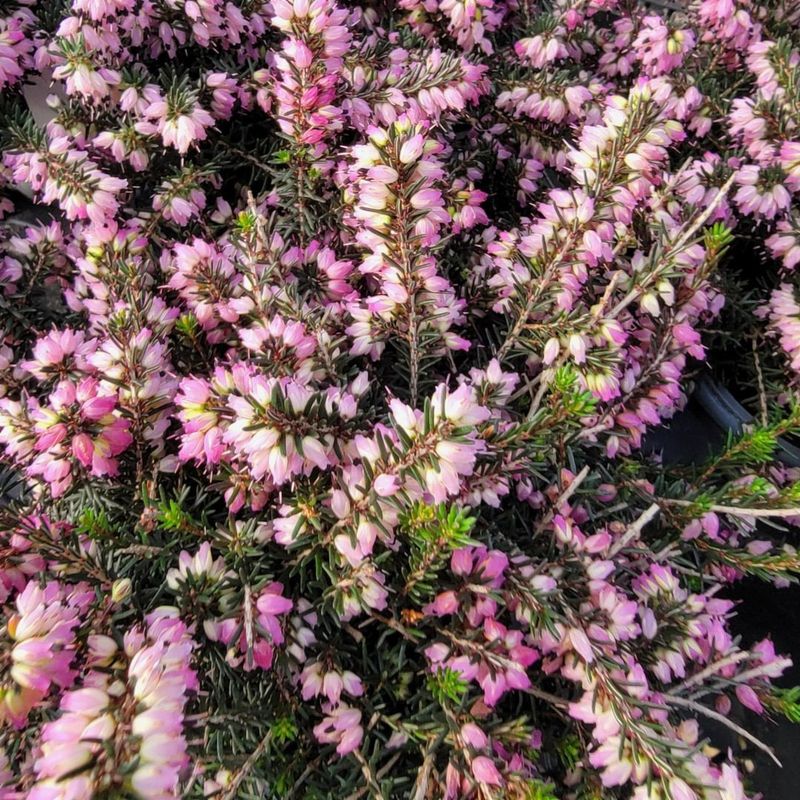 Winter Heath (Erica)