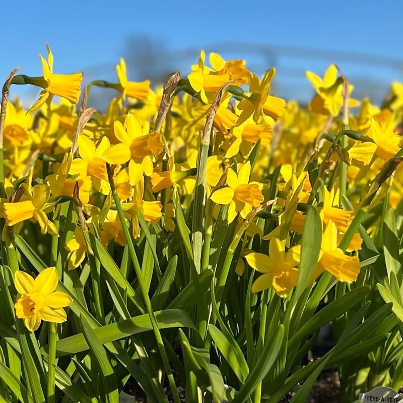 Daffodils