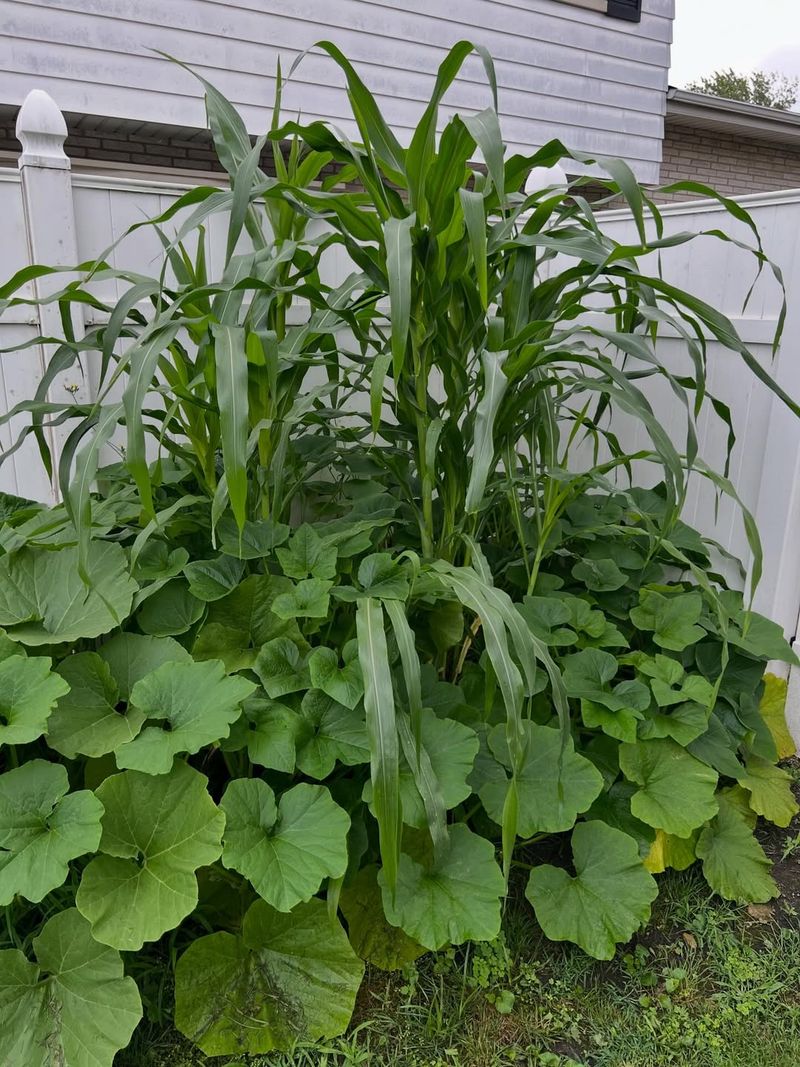 Planting The Three Sisters Garden