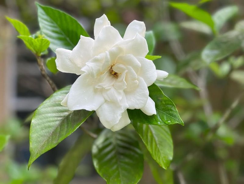 Gardenia