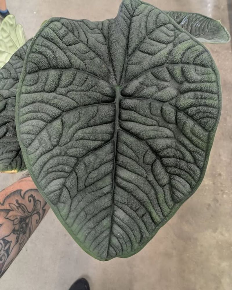 Alocasia