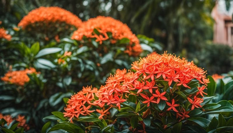 Ixora For Neat Hedges With Tropical Flair