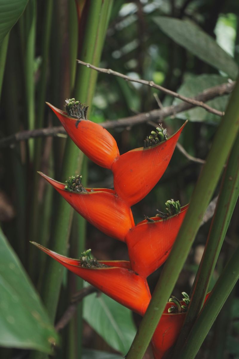 Heliconia
