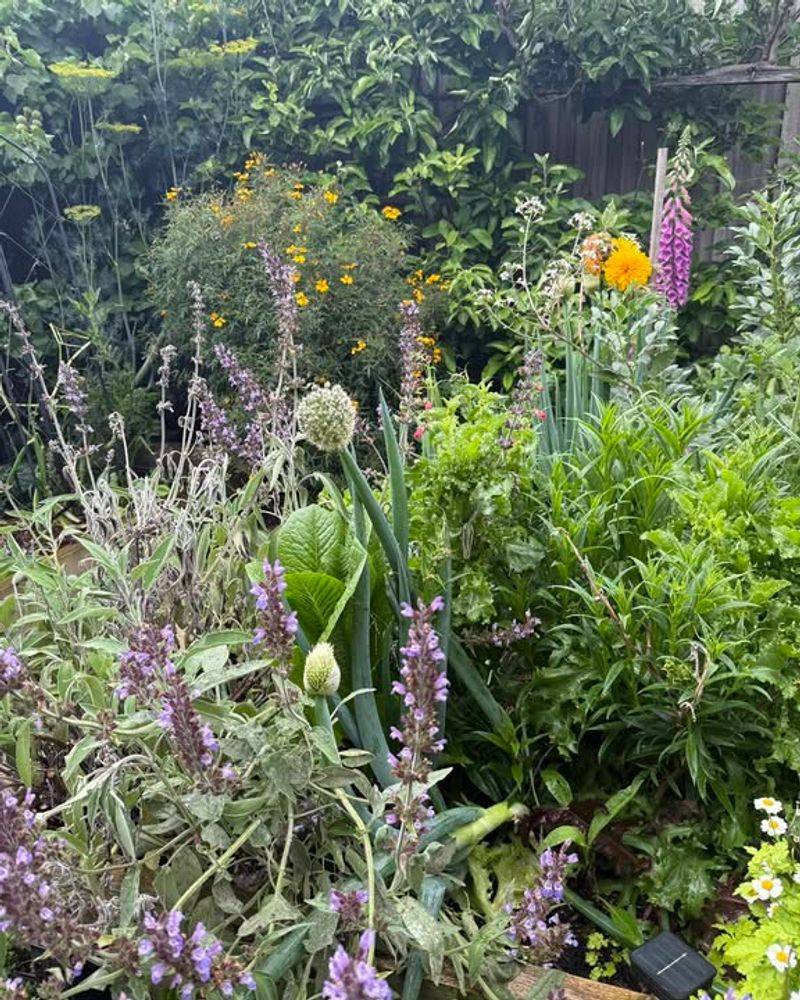 Self-Seeding Plants Spread Naturally Creating Fuller Gardens