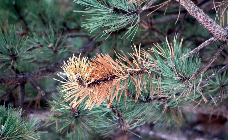 Desiccation Of Evergreens From Winter Wind And Sun