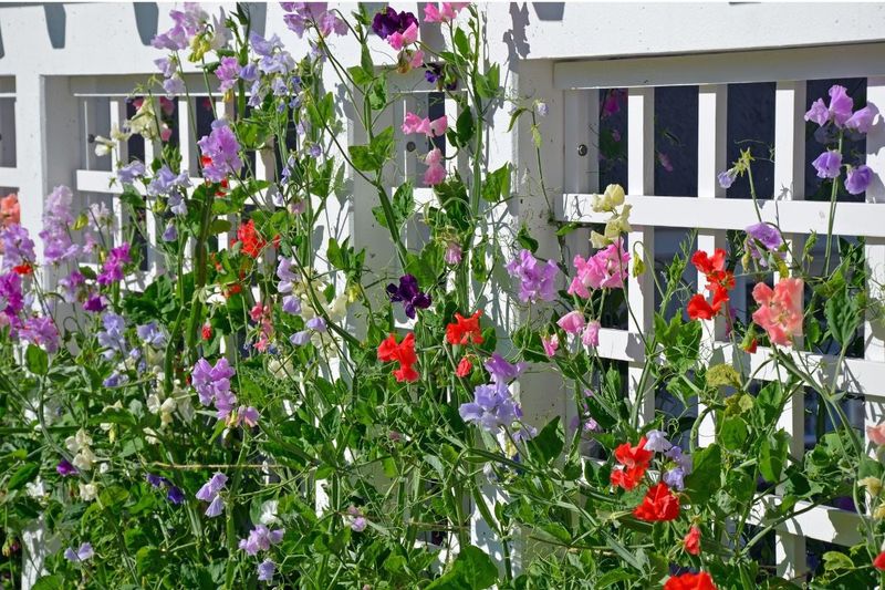 Sweet Peas For Climbing Garden Beauty
