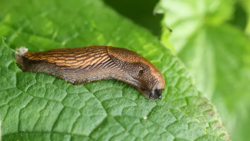Encouraging Natural Predators Reduces Slug Populations