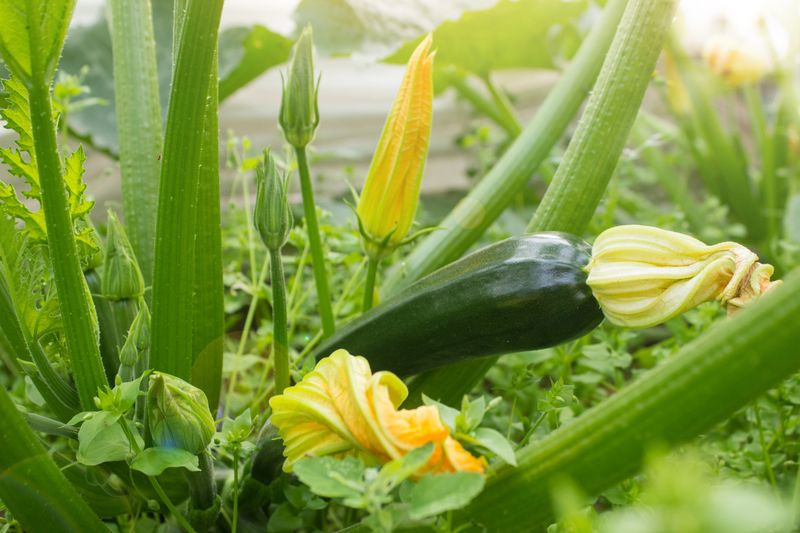 Squash And Zucchini