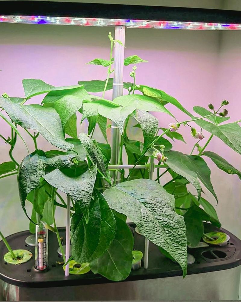 Bush Beans And Spinach