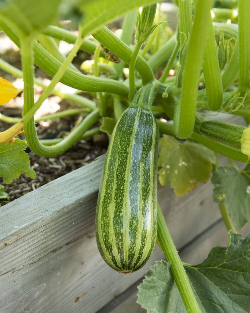 Bush Beans And Summer Squash