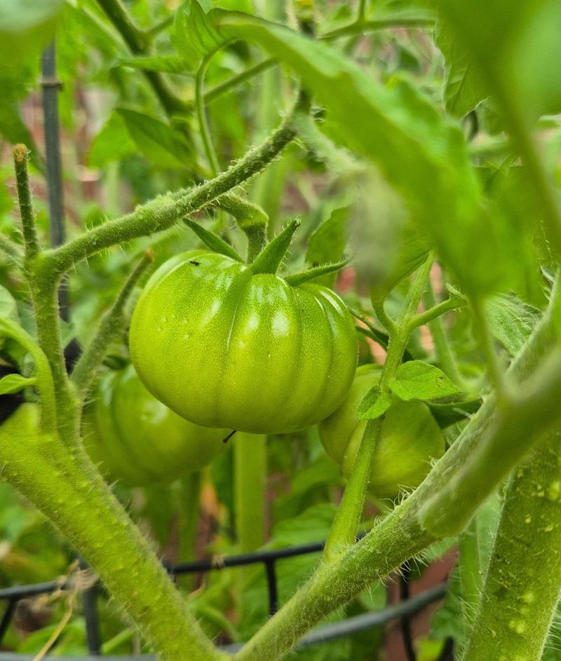 Tomatoes (Solanum Lycopersicum)