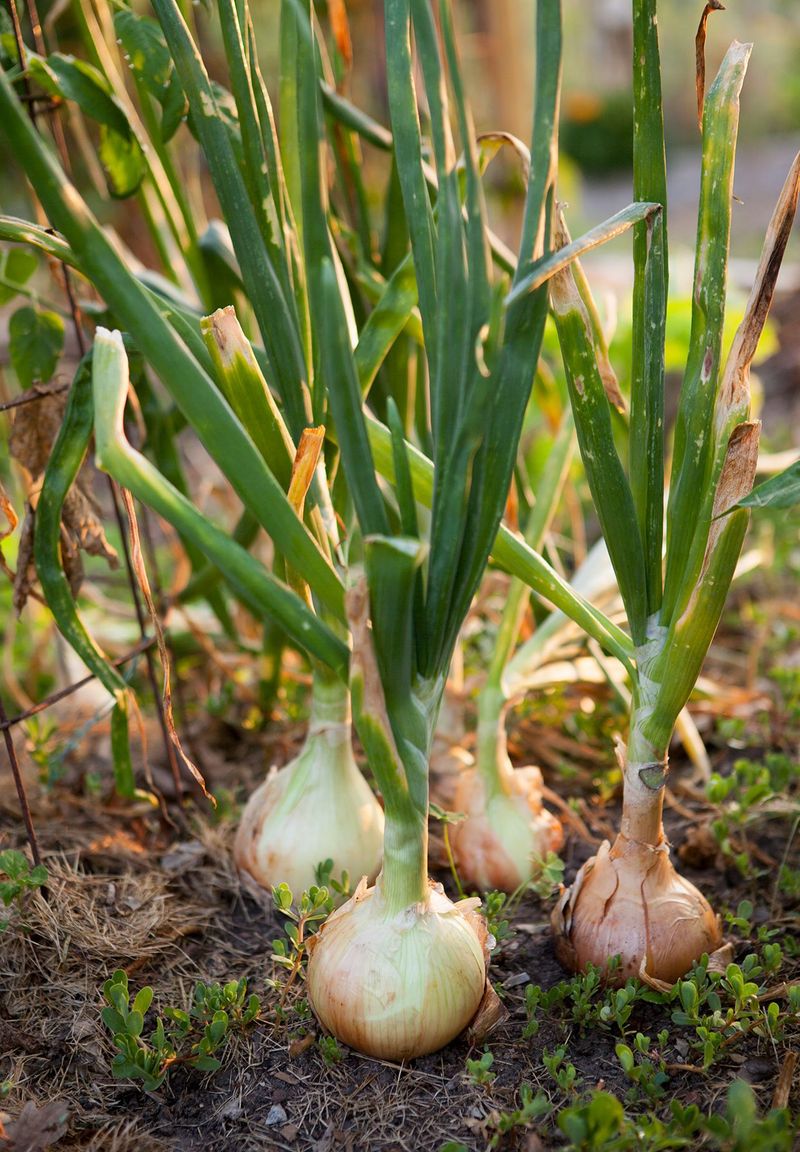 Onions (Allium cepa)