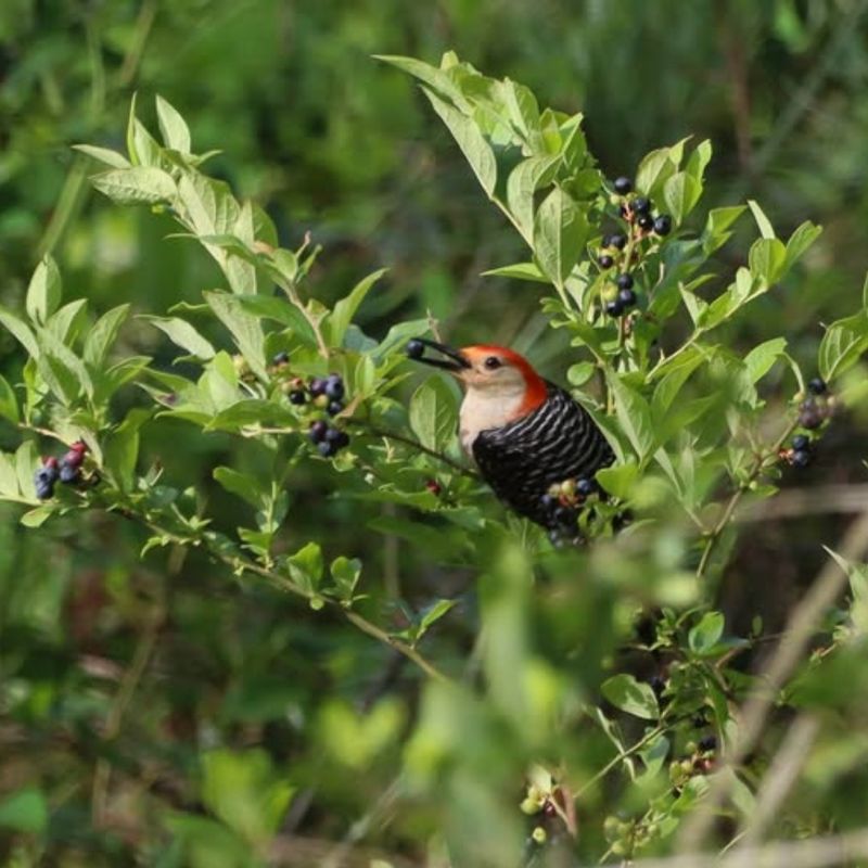 Blueberry (Vaccinium spp.)