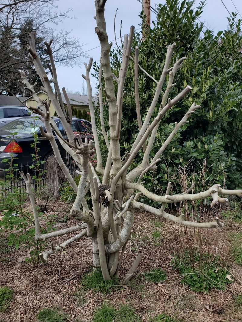 Fig Trees (Container Or Hardy Outdoor Varieties In Western Oregon)