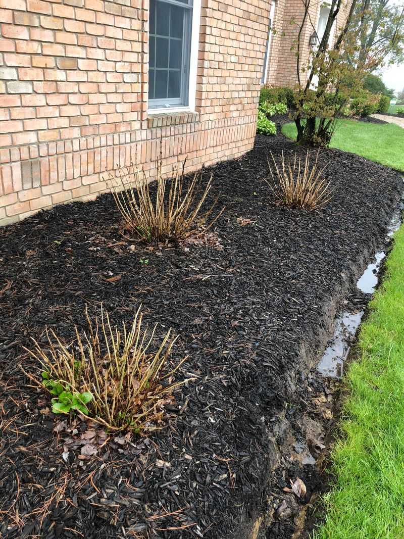 Aftercare: Mulch, Water, And Fertilize