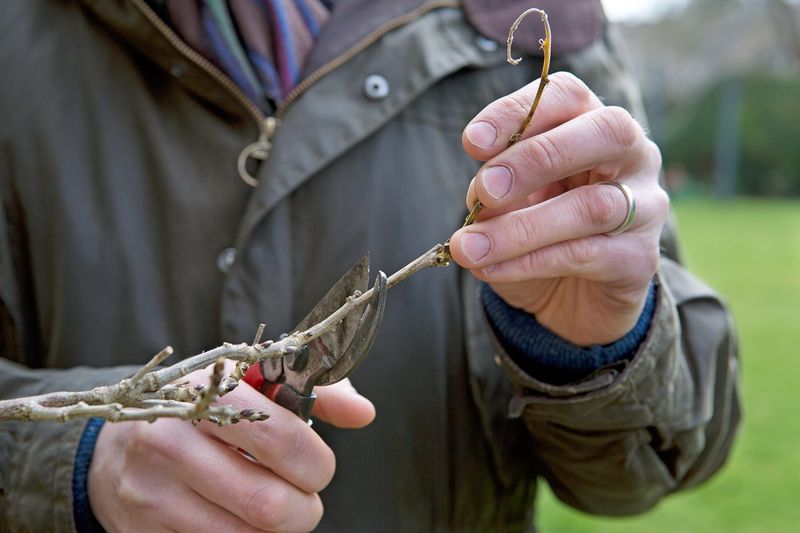 Remove Tangled And Crossing Branches For Better Air Circulation
