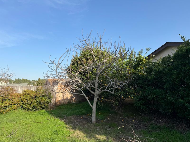 Shorten Long Branches to Encourage Fruiting