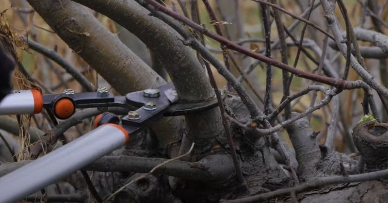 Shorten Long Branches To Encourage Fruit Production