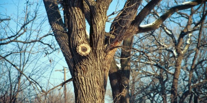 Tidy Oaks Without Risking Disease