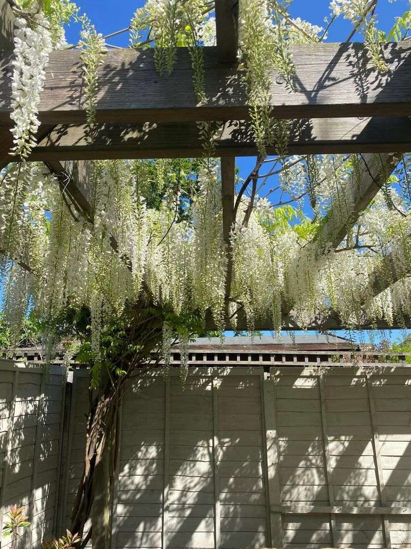 Keep The Main Framework Vines Intact