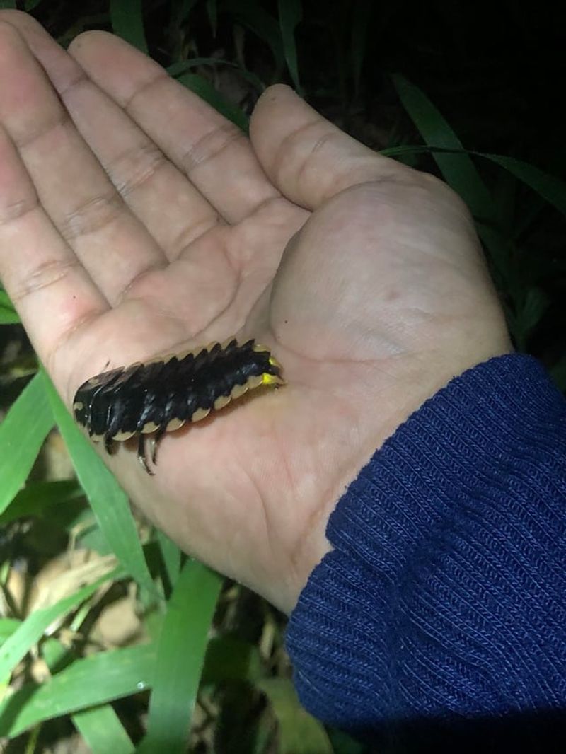 Disturbing Mulch and Soil Prematurely