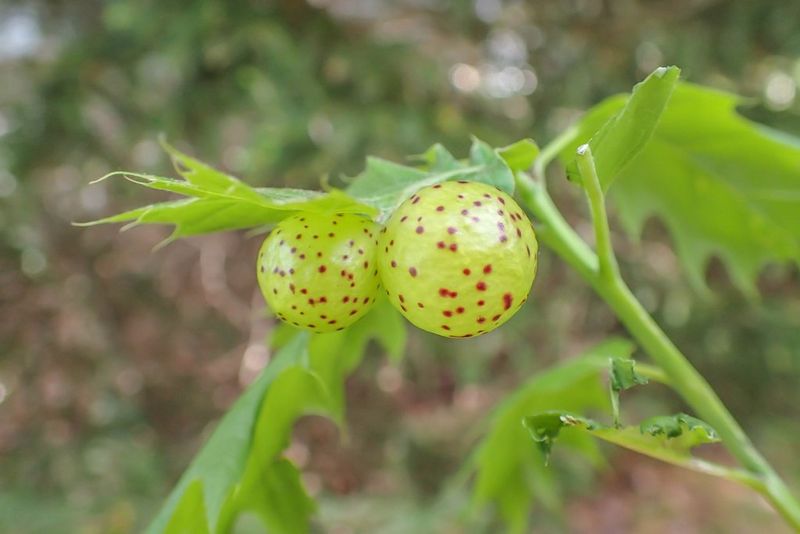 Galls Often Appear Suddenly In Spring Or Early Summer