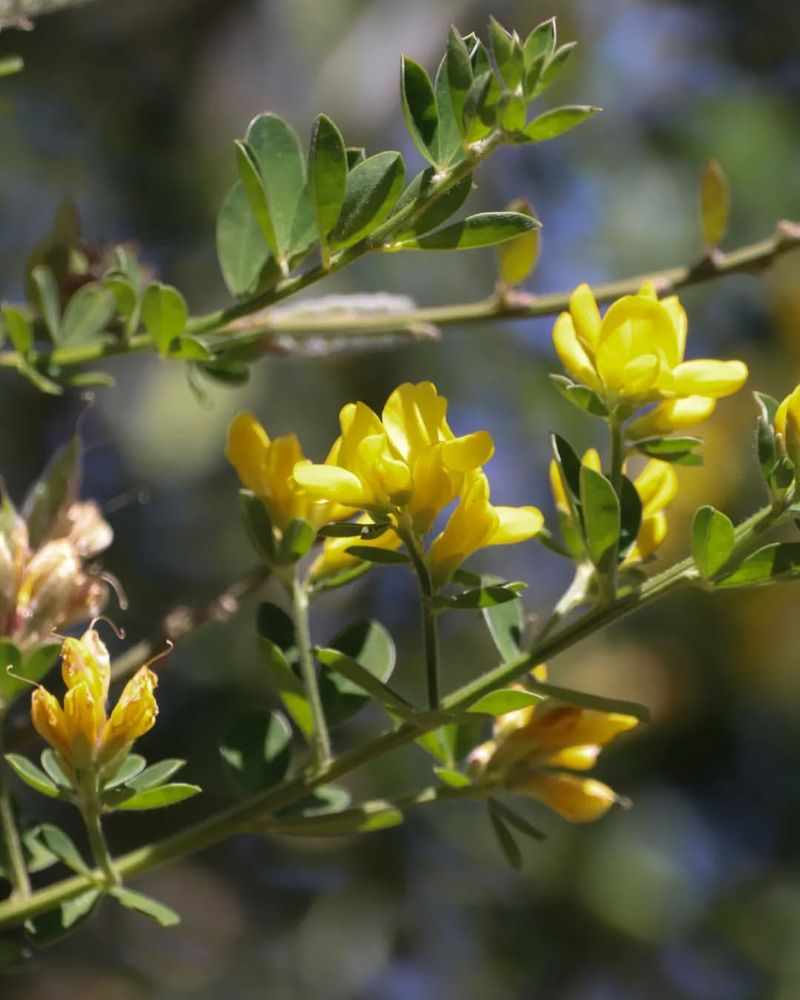 Nitrogen Fixation Changes The Ground Itself