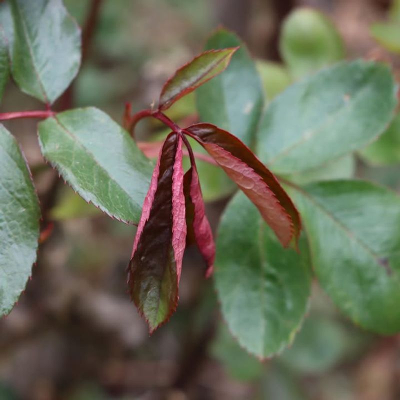 Pruning During Cold Snaps