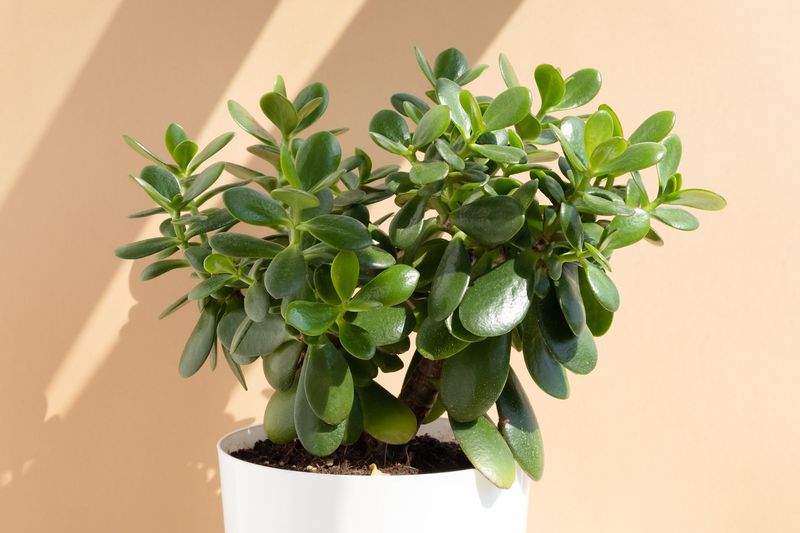 Jade Plant