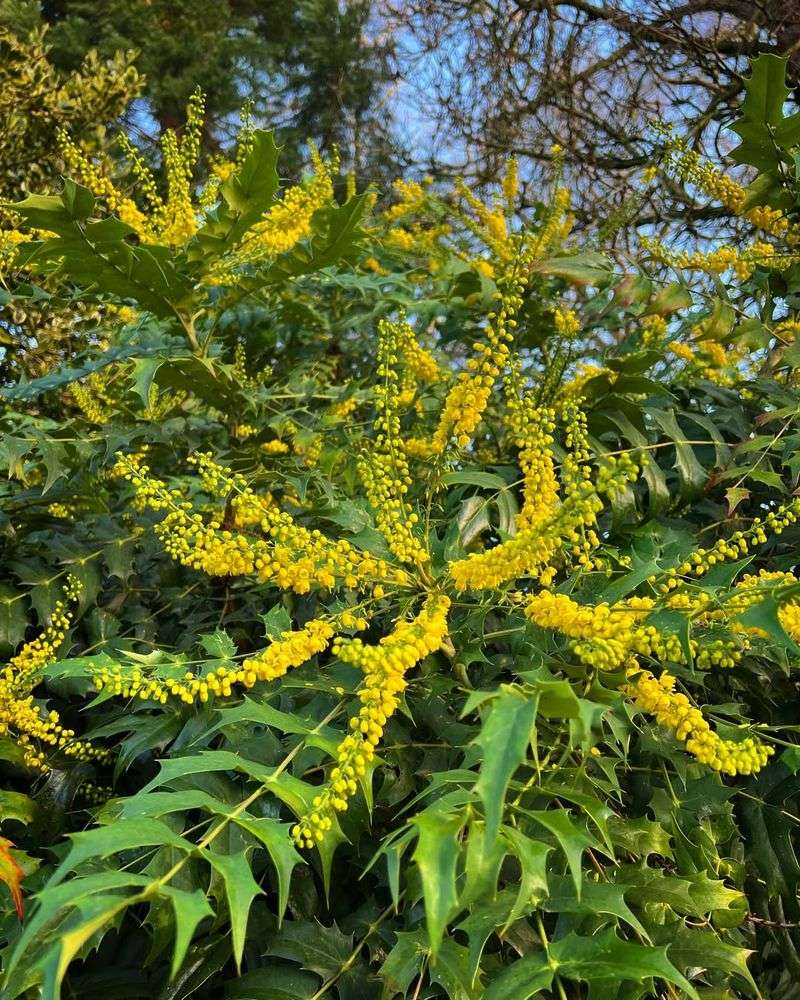 Mahonia