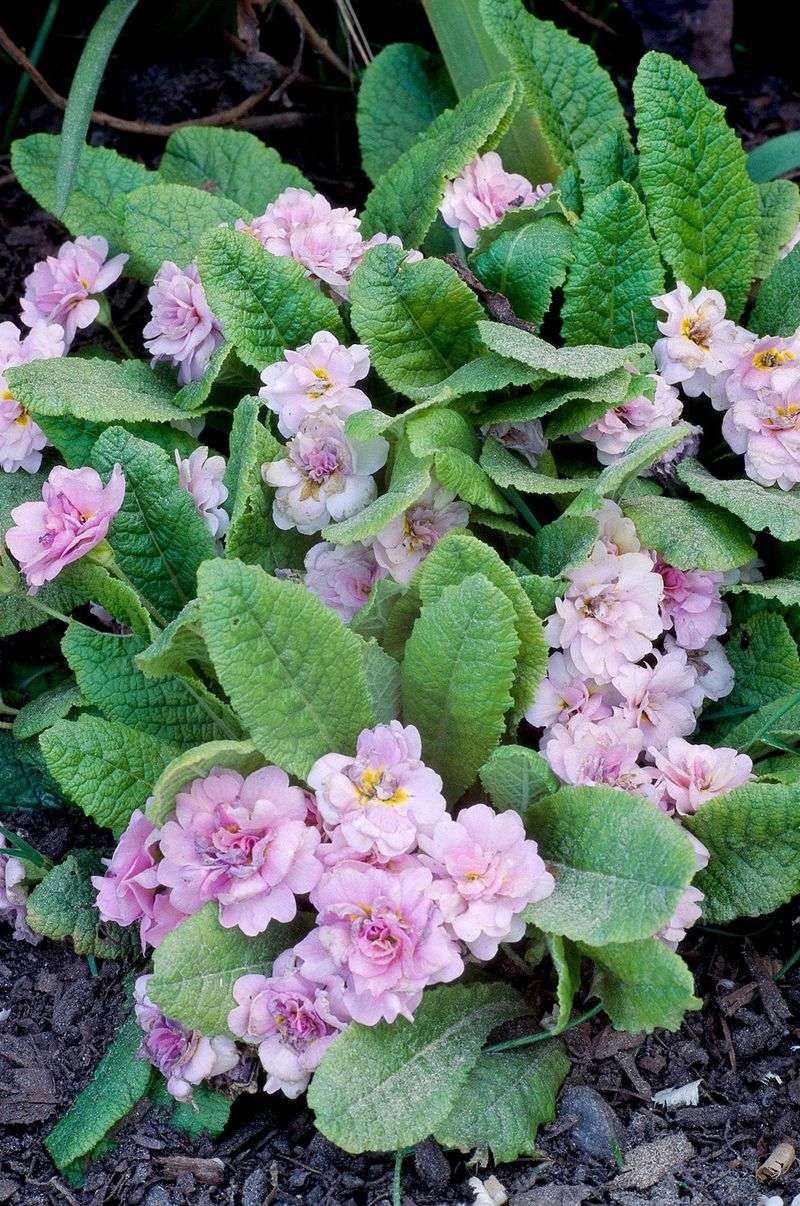 English Primrose
