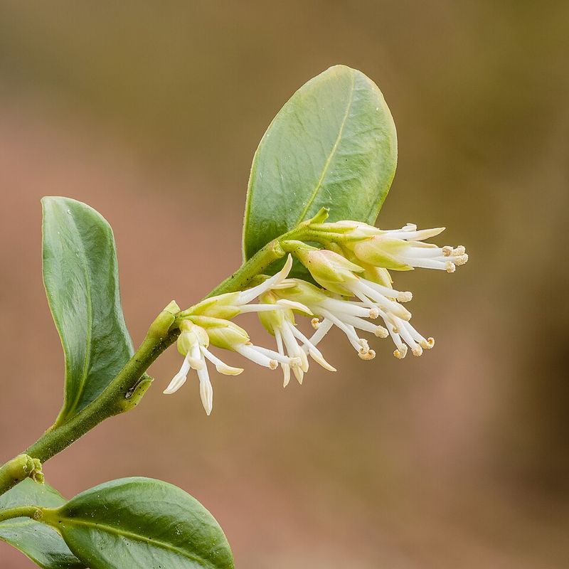 Sarcococca