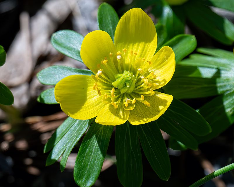 Winter Aconite