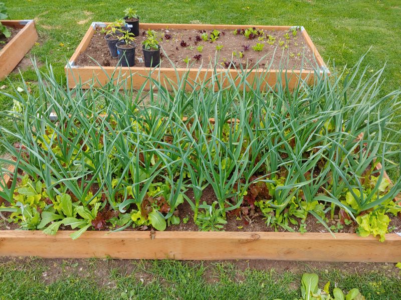 Plants And Smells Slugs Avoid