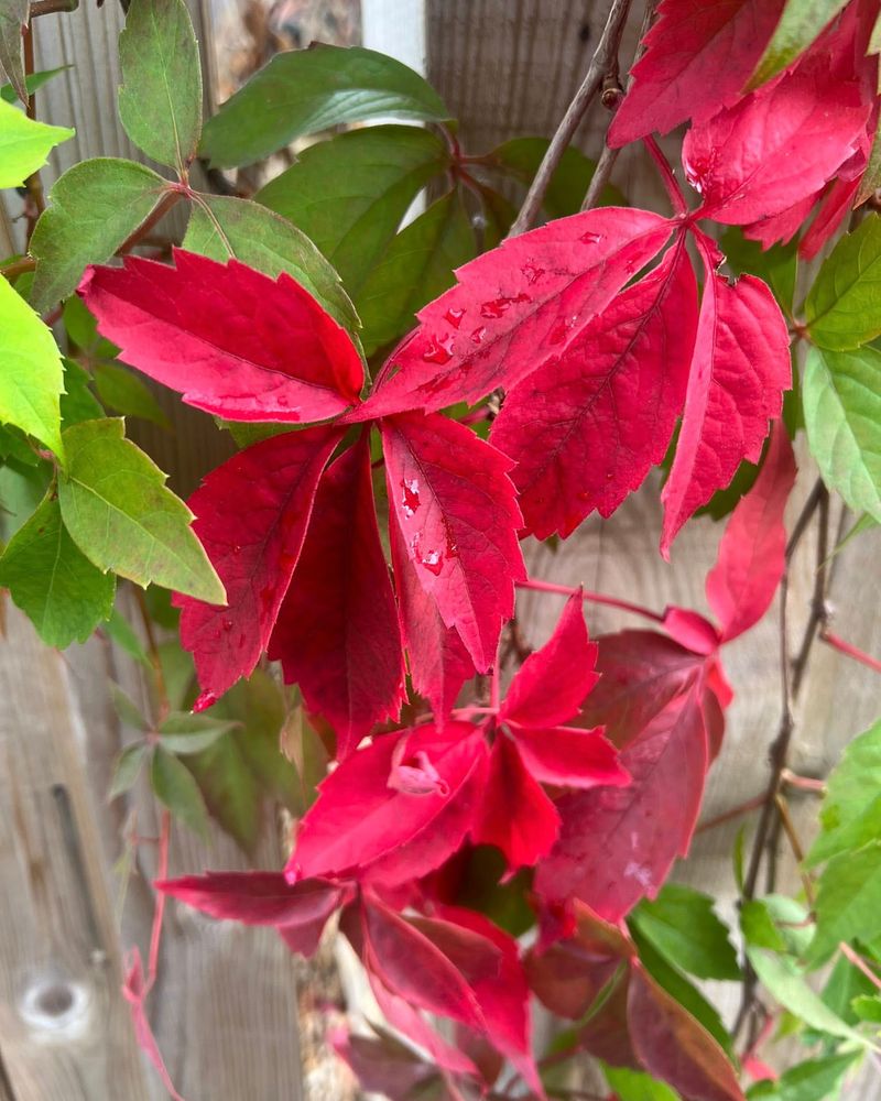 Virginia Creeper (Parthenocissus Quinquefolia)
