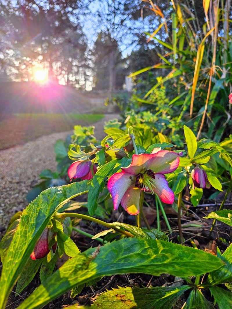 Hellebores