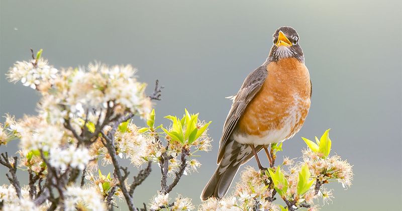 Robins Return To Your Yard