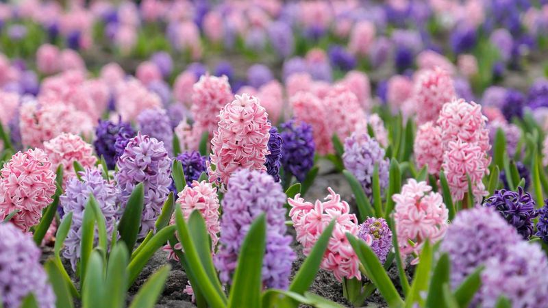 Hyacinths Are Associated With Joy And Renewal