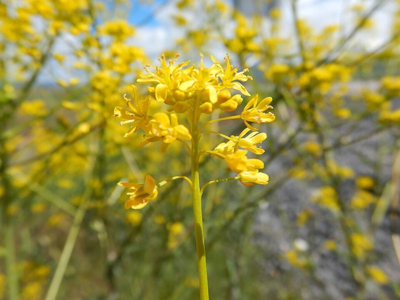 Dyers Woad (Isatis tinctoria)