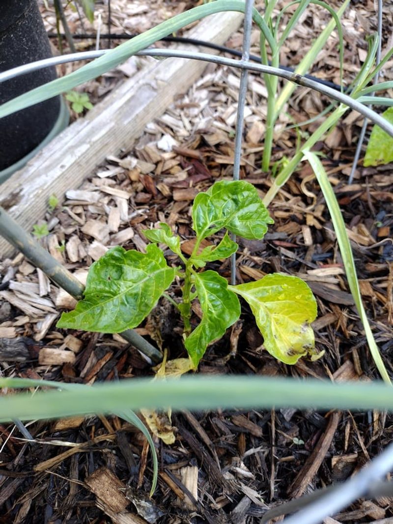 Seedlings Disappearing After Planting