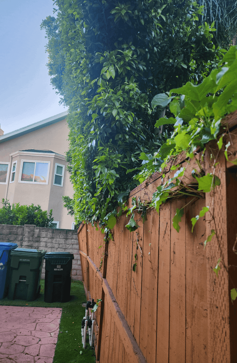 Trespassing To Trim Plants Can Lead To Legal Penalties