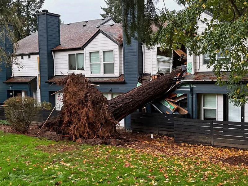Damage To Their Yard Is Their Responsibility
