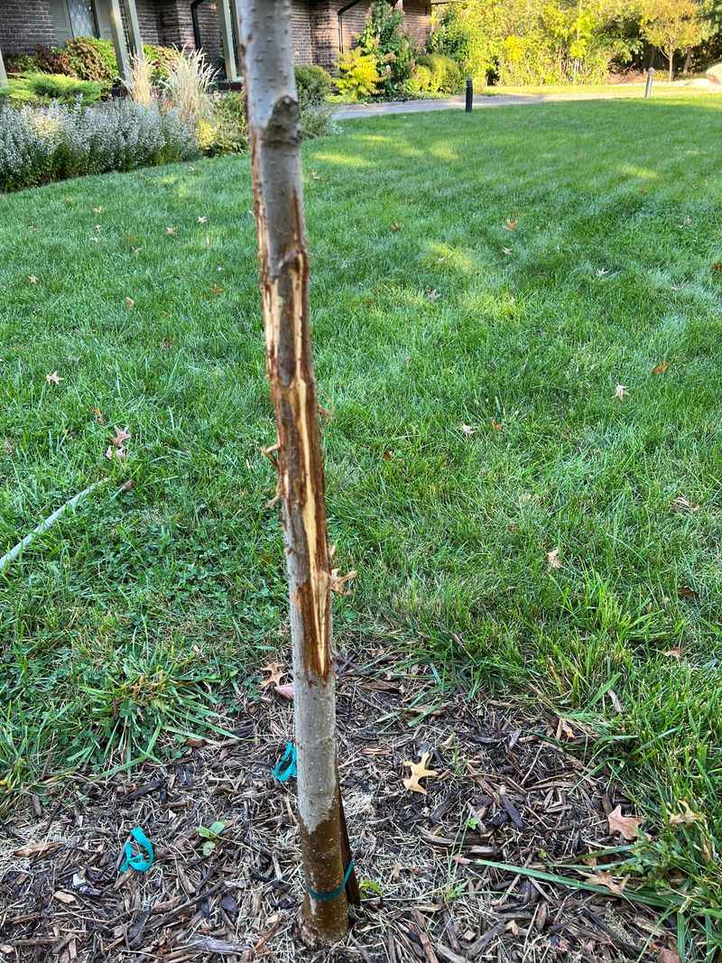 Chewed Or Stripped Plants Hidden By Snow