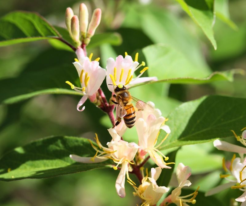 Japanese Honeysuckle (Lonicera Japonica)