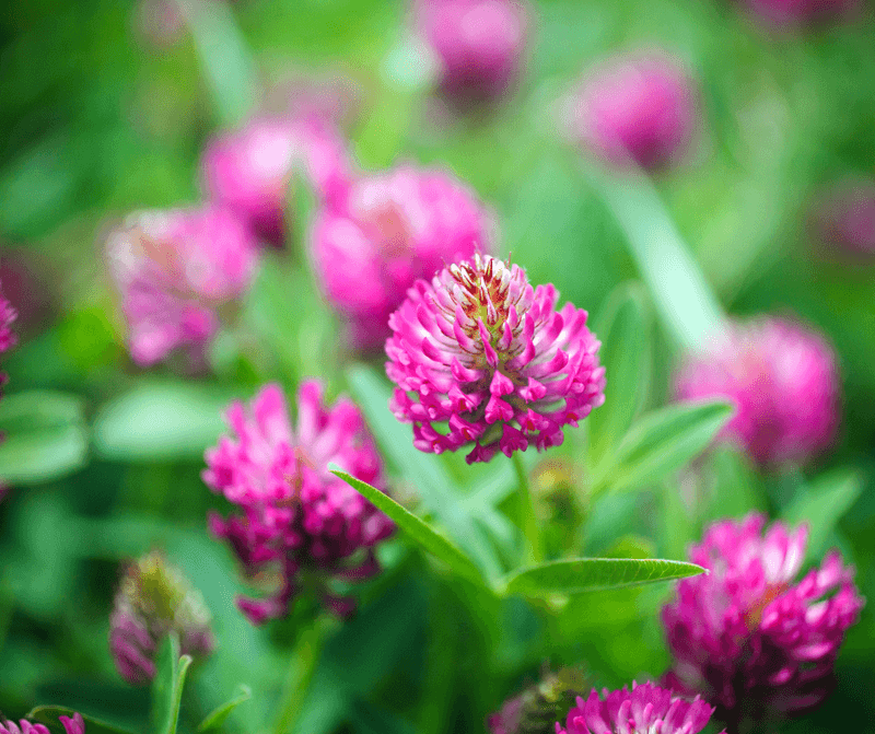 Red Clover