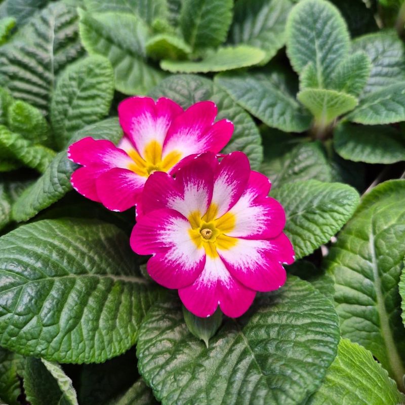 Primroses Carpet The Ground With Cheerful Blooms