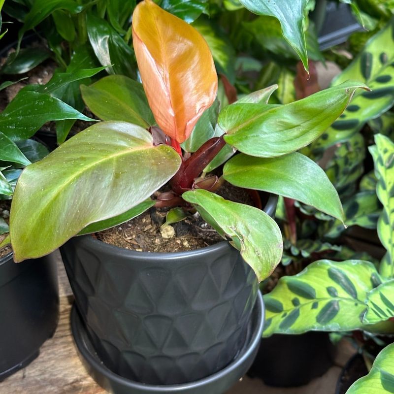 Soil Staying Wet Too Long After Watering